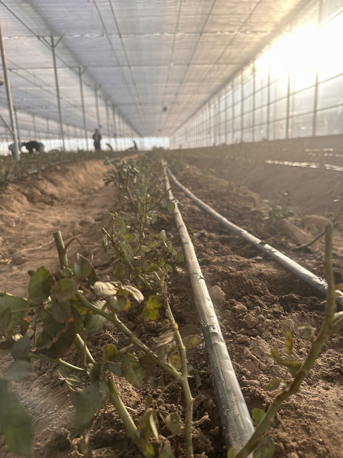 Rosen Tarım A.Ş. yeni modern serasında, ilk kesme gül ekimini gerçekleştirdi.