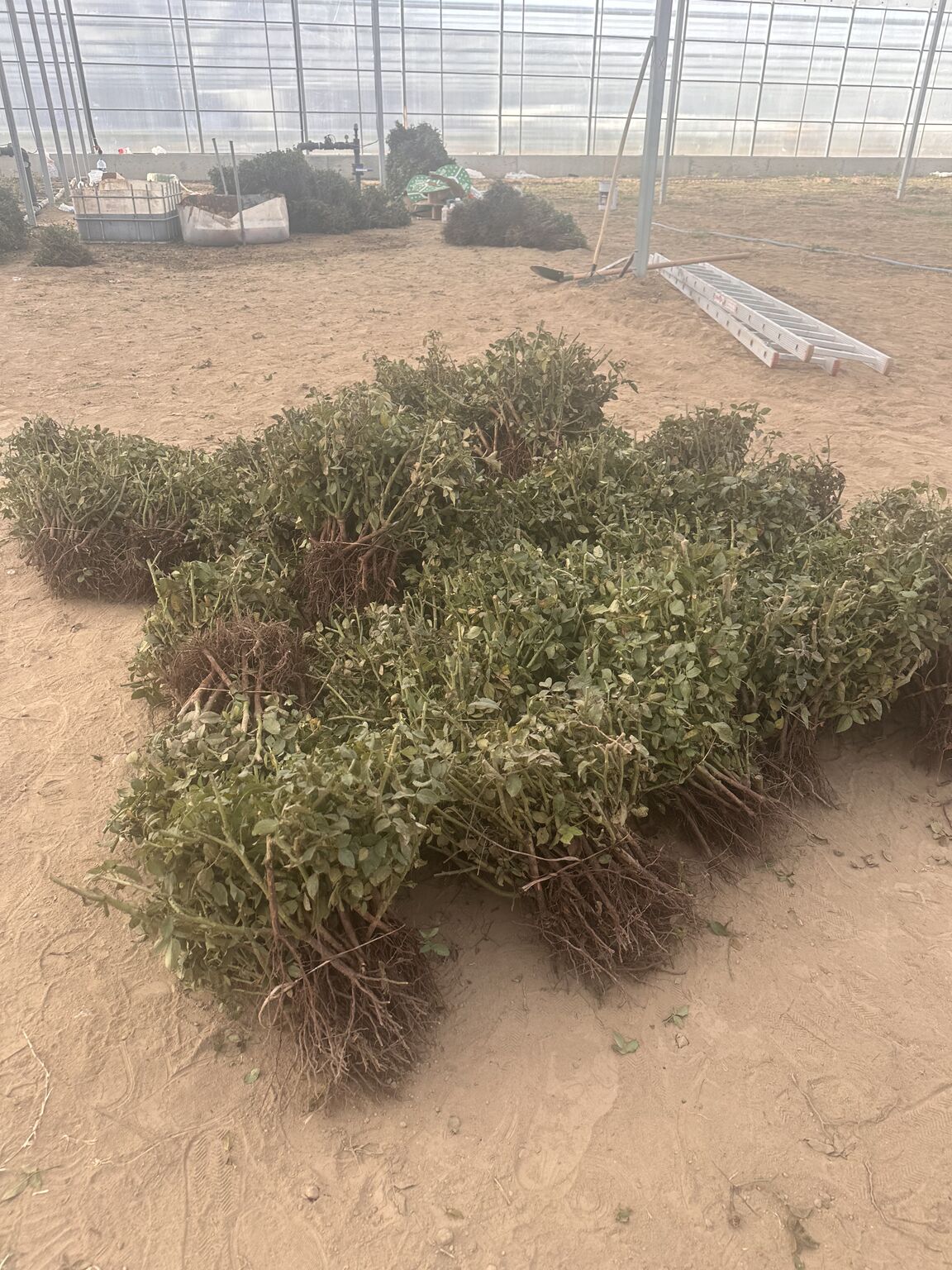 Rosen Tarım A.Ş. yeni modern serasında, ilk kesme gül ekimini gerçekleştirdi.