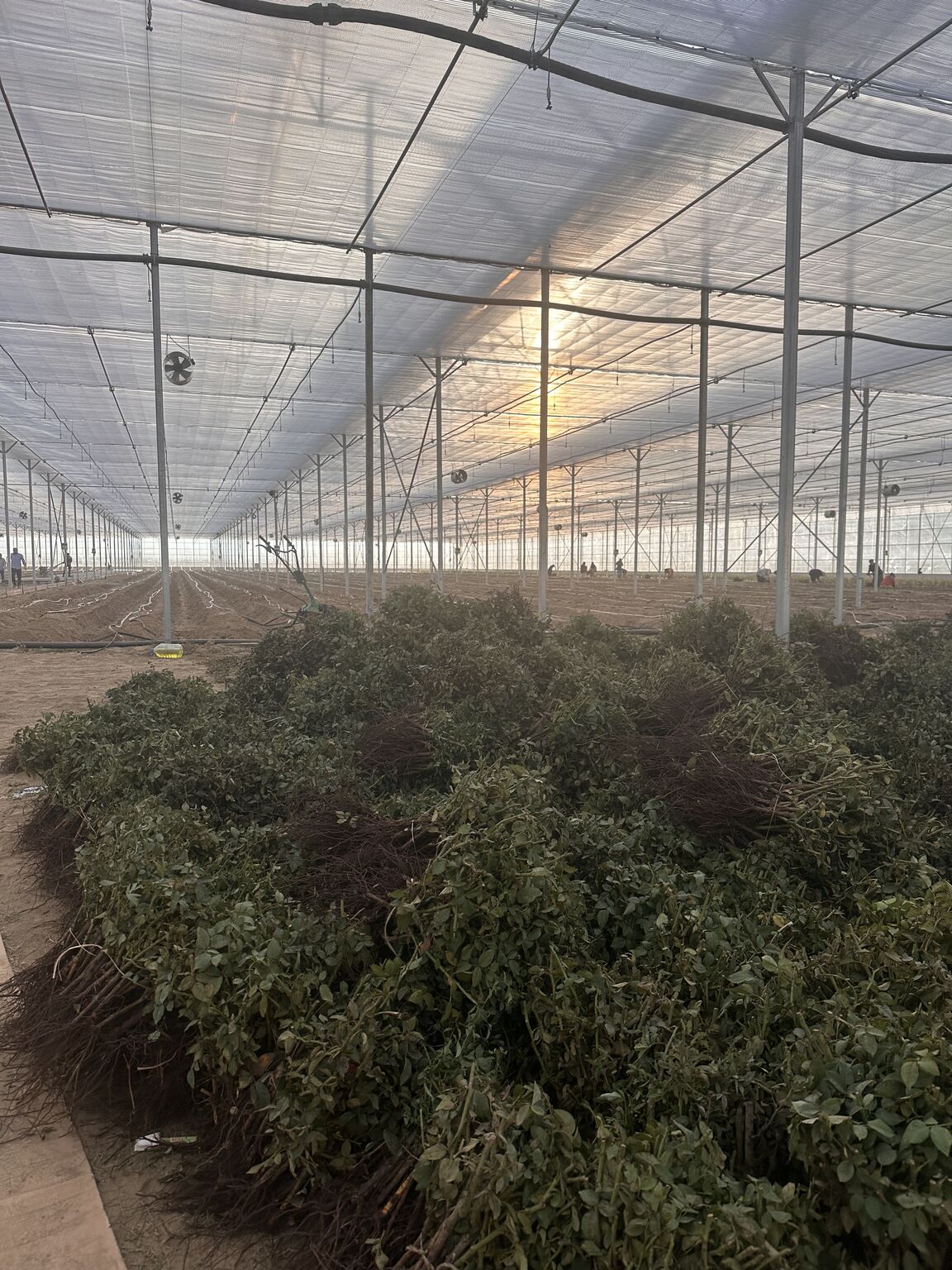 Rosen Tarım A.Ş. yeni modern serasında, ilk kesme gül ekimini gerçekleştirdi.